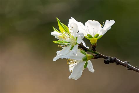 白桃花